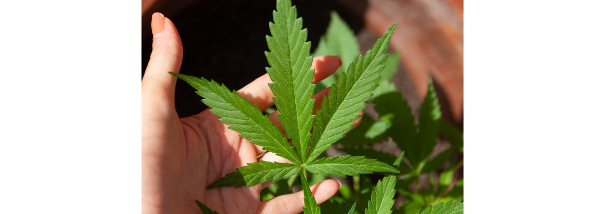 CBD-olie og dets potentielle fordele som kosttilskud.