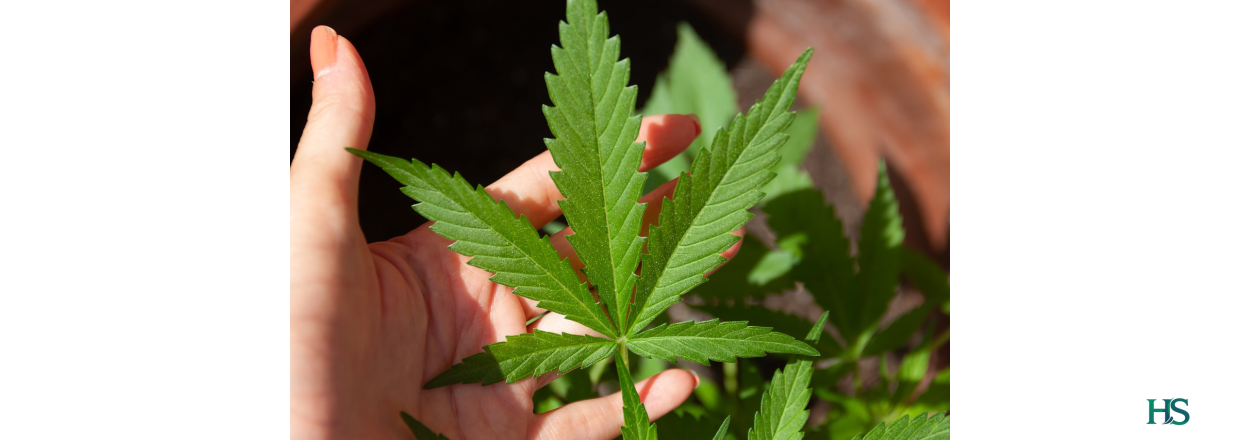 CBD-olie og dets potentielle fordele som kosttilskud.