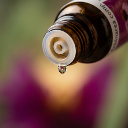 Et krystalklart makrobillede af en vanddr�be, der falder fra den indbyggede dr�bet�ller p� en m�rk ravfarvet glasflaske. Den bl�dt sl�rede baggrund kombinerer dybe, intense purpur/lilla nuancer (Echinacea) med varme, jordbundne krydderurt-gr�nne toner fra salvie og timian, og et gl�dende, gyldent indre lys. Lyset er ekstremt klart, varmende, og udstr�ler absolut indre robusthed, botanisk skjold og hom�opatisk pr�cision.