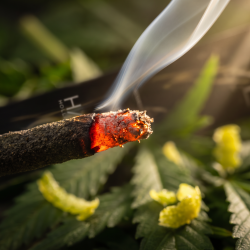 HaZe Cannabisr�gelse - Lemon