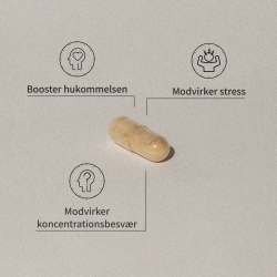 Mezina Tempel plus 120 kap.