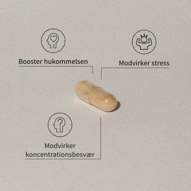 Mezina Tempel plus 120 kap.