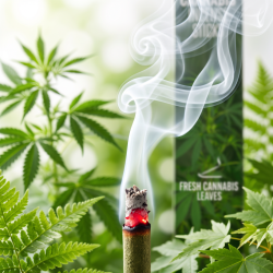 Makrobillede af gl�den p� en r�gelsespind med bl�d, hvid r�g og friske gr�nne blade i baggrunden.