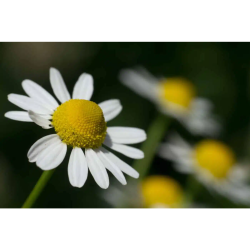 Pukka Night Time Berry te ko 20 breve