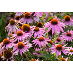 Pukka Night Time Berry te ko 20 breve