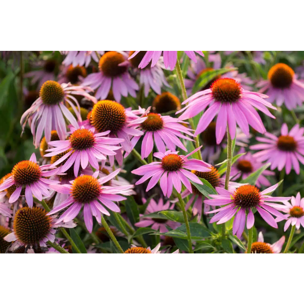 Pukka Night Time Berry te �ko 20 breve