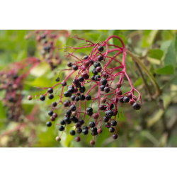 Pukka Night Time Berry te ko 20 breve