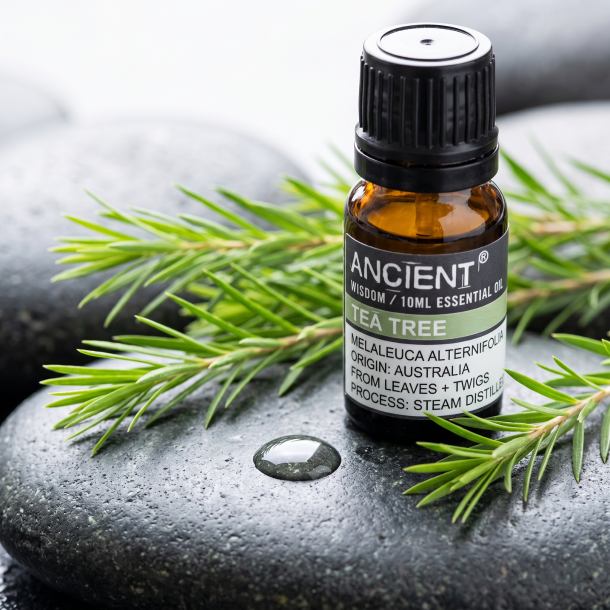 Et n�rbillede af en m�rk glasflaske med �kologisk �terisk olie. Omkring flasken ligger der friske, gr�nne og n�leagtige Tea Tree blade, og en ren vanddr�be p� en naturlig stenoverflade.